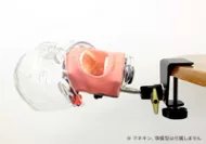形成練習用の顎模型