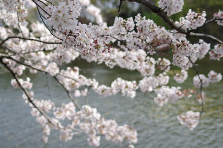 桜