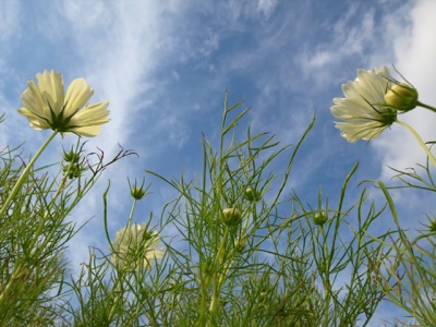 TOKYO GREEN 2012