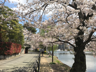 桜の絨毯