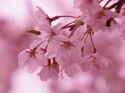 桜満開