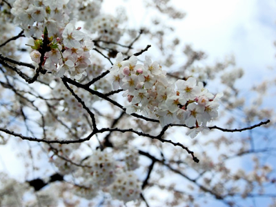 桜満開