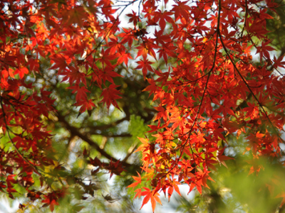 紅葉