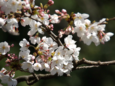 桜　五分咲き