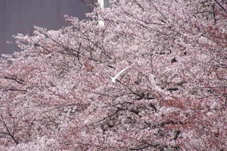 見頃の桜