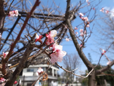 桜