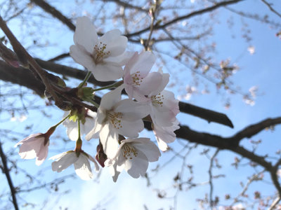 桜