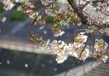 桜吹雪